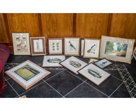 Mixed Selection of ( 13 ) Glazed and Framed Prints, Animals and Fish, Golfing Interest, Birds of Prey, One Watercolour of a G