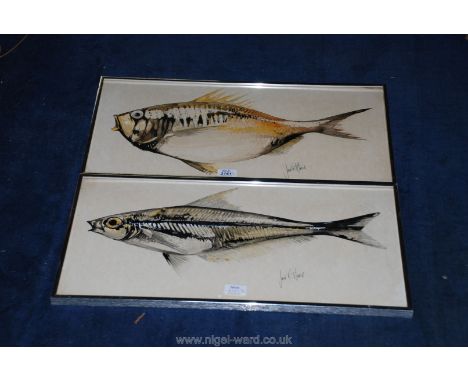 Two watercolour paintings of Fish, signed John R. Harris, both 11 1/2'' x 23 1/2''.