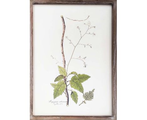 BOTANICAL PRINTS, a set of four, each 70cm x 50cm, framed. (4)