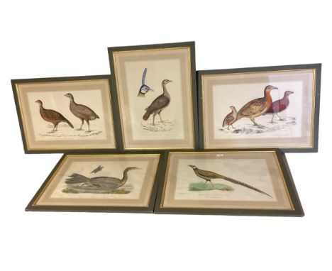 Set of Five decorative green framed and glazed ornathological prints, 30cm x 45cm, and portrait one is 44 x 30cm 