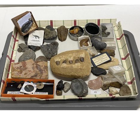 A large tray of assorted fossils and other collectibles including Stone Age arrow head etc