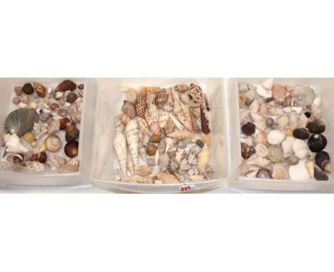 A large good mixed collection of various sea shells of small to medium size including, Murex, Cone, clam type, spiral etc. in