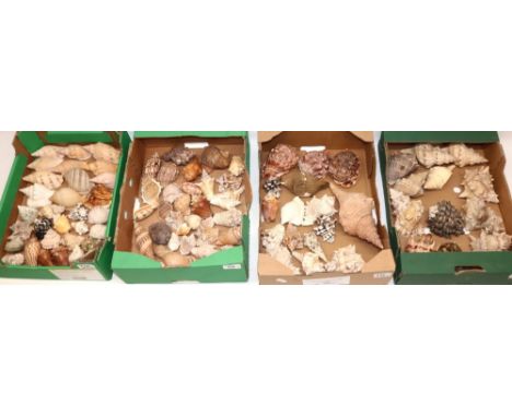 Large collection of sea shells in 4 boxes, various types including, various conch, various Murex and others, ranging in lengt