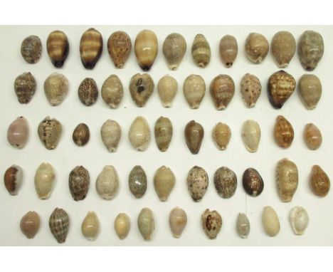 Large collection of various assorted cowry/cowrie sea shells, various types and colourations including, Ocellated, snakes hea