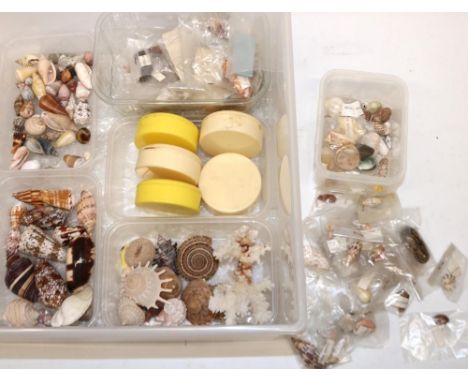 A good mixed large collection of various assorted small sea shells including, spiral, coral, broken heart cockle, cone etc. 