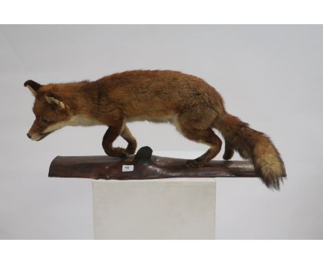 A TAXIDERMY MODEL OF A FOX SHOWN STANDING ON A LOG  36cm x 82cm