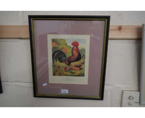 PRINT OF CHICKENS, BROWN LEGHORNS