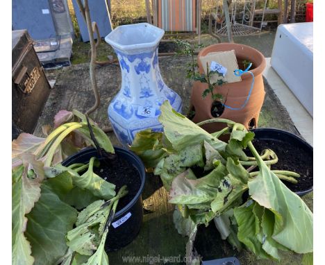 A small terricotta herb planter,two elephant ear plants anda  blue and white vase