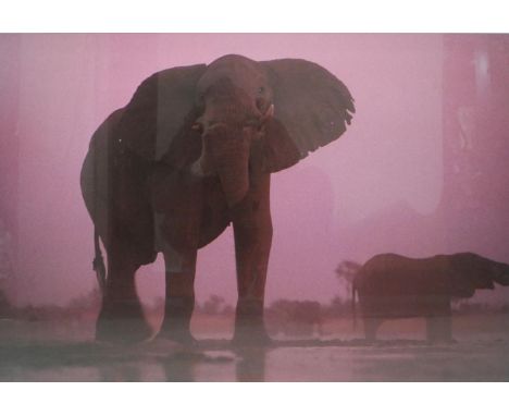 Chris Johns (b.1951), Bull Elephant at Dusk, Botswana, 1999, chromogenic print, printed 2014, certificate of authenticity ver