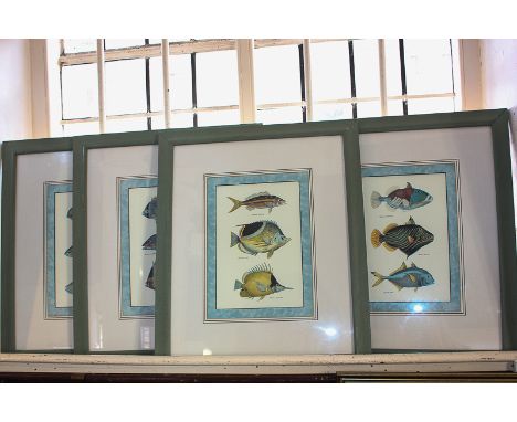 A set of four framed botanical drawings of tropical fish, each print with three profiles of highly coloured fish, with Latin 