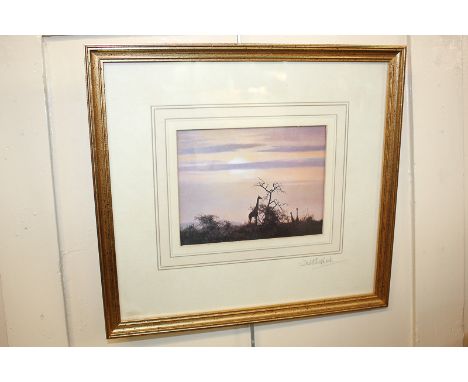 After David Shepherd, giraffes at sunset, colour print, signed in pencil, inscription verso reads 'To Pearl - David Shepherd'