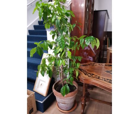 A LEMON TREE IN A LARGE PLANTER