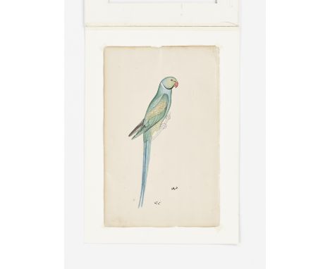AN INDIAN COMPANY SCHOOL PAINTING OF A MACAWIndia, late 19th century to 1920. Finely painted with watercolors and gouache on 