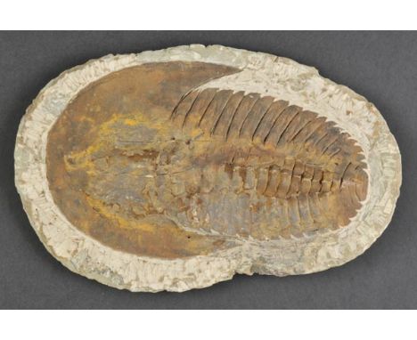 *Trilobite. A large Trilobite on worked matrix,  Phacops Rana, 400 million years old, Atlas Mountains, Morocco, North Africa,
