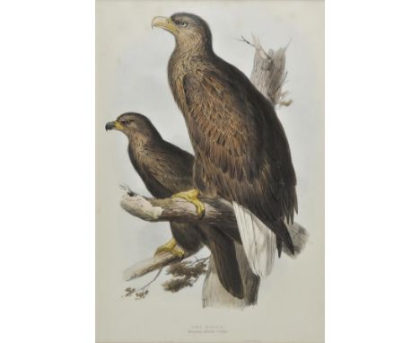 *Lear (Edward). Sea Eagle. Haliaeetus albicilla, [1832 - 37], lithograph with contemporary hand colouring, 530 x 355 mm, moun
