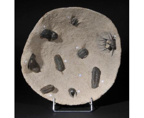 *Trilobyte. A fine Trilobyte fossil group of 9 different species,  set into a single bowl-shaped matrix for display, Middle D