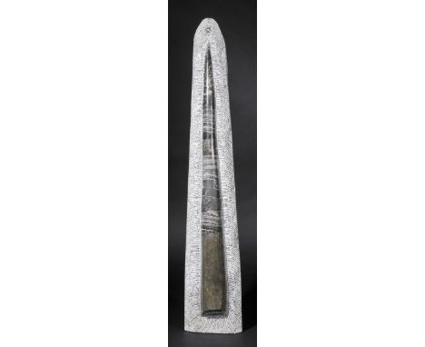 *Orthoceras. A large museum-quality fossil Orthoceras species (uncoiled Nautiloid),  Atlas Mountains, Morocco, 450 million ye