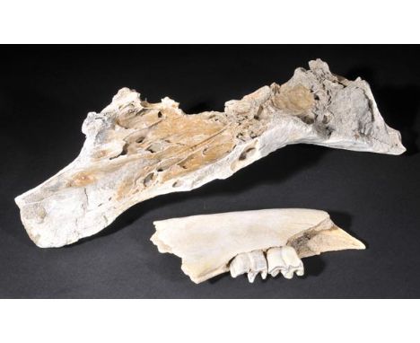 *Rhinoceros. A rare Pleistocene period woolly rhinoceros sub-fossil skull and lower jaw fragment with teeth,  found in Oxford