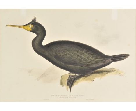 *Lear (Edward). Desmarest's Cormorant. Phalacrocorax Desmarestii, [1832 - 37], lithograph with contemporary hand colouring, v
