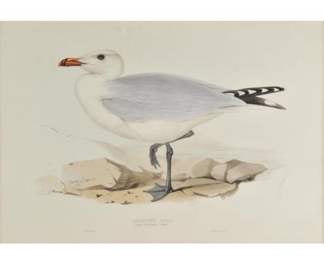 *Lear (Edward). Audouin's Gull. Larus Audouinii, [1832 - 37], lithograph with contemporary hand colouring, 355 x 515 mm, moun