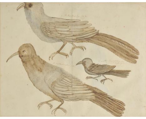 *Bird Studies. Ten studies of West Indian birds, 1741,  ten monochrome watercolour drawings of birds on rectos and versos of 