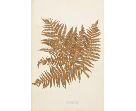 Botanical Specimens. British Ferns, circa 1854,  seventeen loose folio leaves, each with a mounted pressed fern (two with rem