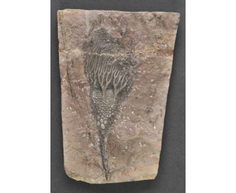 *Crinoid (Sea Lily). A fossil slab with fine crinoid specimen,  'Scyphocrinites', Djebel Issoumour, Alnif, Morocco, North Afr