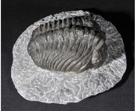 *Trilobyte. A large fossil Trilobyte on worked matrix,  'Paradoxides', 400 million years old, 26.5 cm long overall, Morocco, 