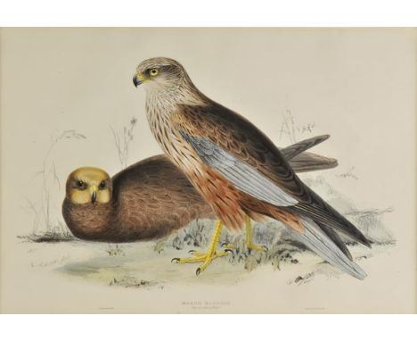 *Lear (Edward). Marsh Harrier. Circus rufus, [1832 - 37], lithograph with contemporary hand colouring, 355 x 515 mm, mounted,