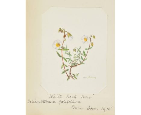 Album. An album of botanical watercolours by Emily Ledbrook, Welton Lawn, Leamington Spa, Warwickshire, 1906-1924,  approxima