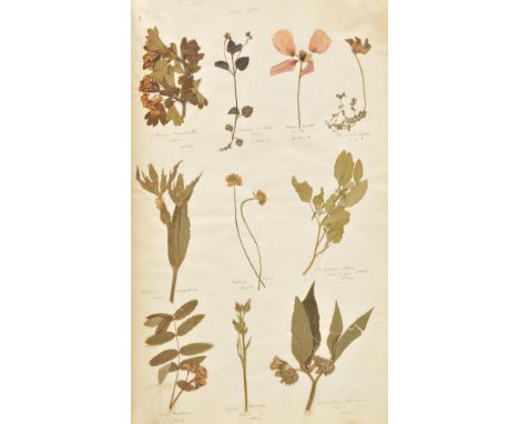 Botanical Specimens. A folio volume of dried specimens, 1877-1878,  approximately 100 leaves, each with one or more specimens