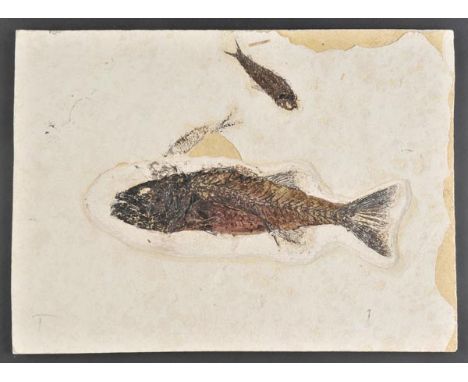 *Fossil Fish. A huge slab containing 3 fossil fish,  displaying 3 skeletons, one very large, and a further fourth skeleton ca