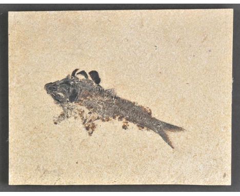 *Fossil Fish. A large Green River formation slab, 65 million years old,  containing a fine fossil fish, species 'Diplomystus'