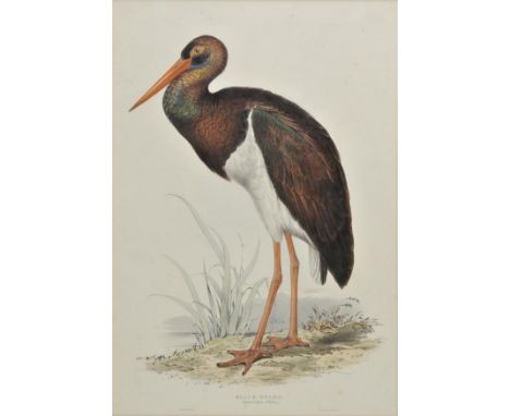 *Lear (Edward). Black Stork. Ciconia nigra, [1832 - 37], lithograph with contemporary hand colouring, very slight spotting, 3