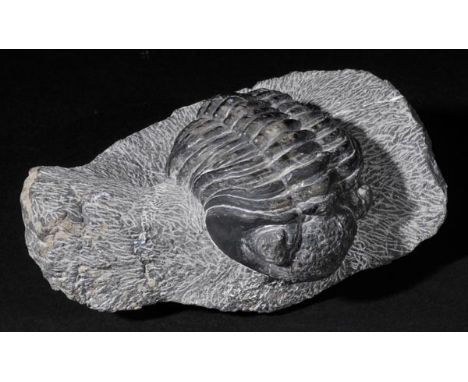 *Trilobyte. A large coiled fossil trilobyte on worked matrix,   species 'Phacops Rana', Alnif, Morrocco, North Africa, Devoni