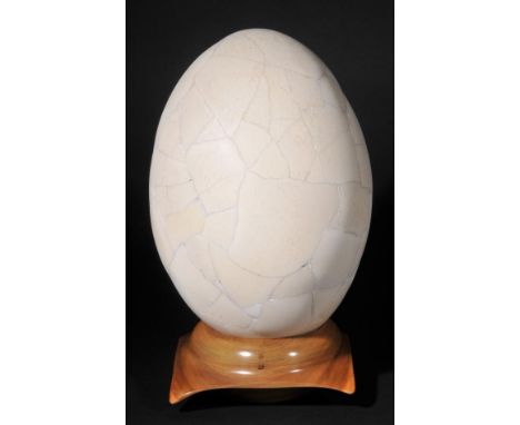 *Aepyornis Maximus. An "Elephant Bird" Egg,   massive sub-fossil composite egg reconstructed from parts, Madagascar up to 10,