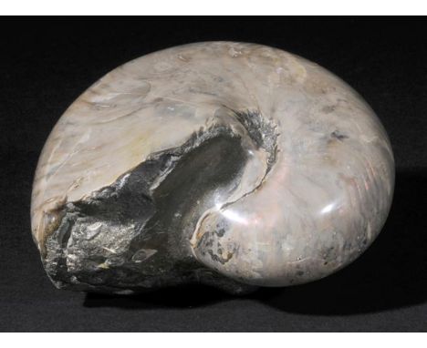 *Nautilus. A fossil coiled Nautilus shell with a polished surface,  revealing highly irridescent shell sutures beneath. Moroc