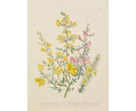 Loudon (Mrs. Jane). British Wild Flowers, 1st ed., 1846,, half title, 60 hand-coloured lithographed plates (plate 59 bound af