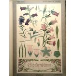 Ornamentik.- Kolb, G. u. K. Gmelich. (Hrsg.). Von der Pflanze zum Ornament. Göppingen, Jllig &