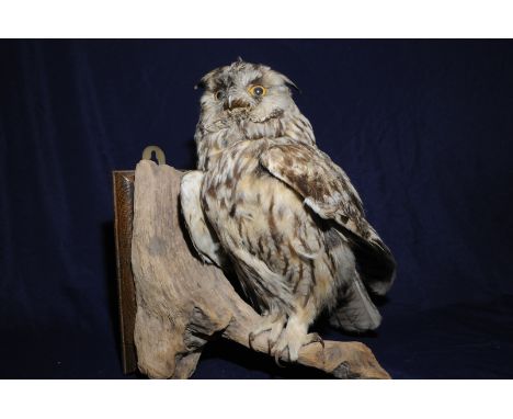 Taxidermy study of a Tawny Owl mounted on wall bracket branch 
