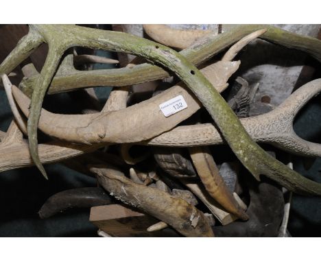 Extremely large collection of various assorted antlers, horns etc suitable for stick carving etc including rams horn, deer an