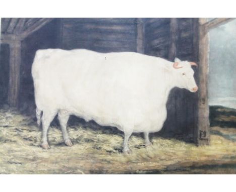 After Garrard and Ward. Durham White Ox, lithograph, titled, 51cm x 61cm. 