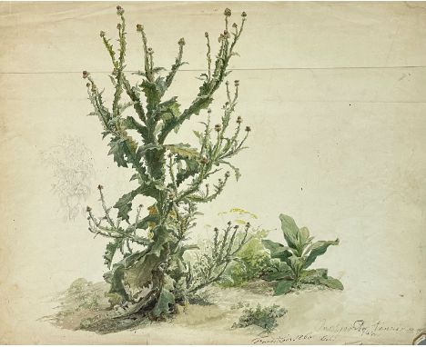 Friedrich LOOS (1797 - 1890), Pflanzenstudie. 1860.Circa 39 cm x 49,5 cm. Aquarellierte Zeichnung. Studie (wohl) einer Weg-Di