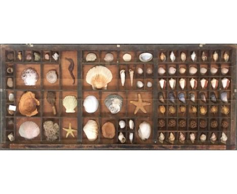Natural history interest - a vintage type case, glazed, containing a collection of seashells and other, 83x36.5cm 