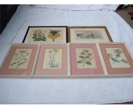 A set of four botanical prints, pub. by T. Curtis, each annotated, numbered, framed and glazed, each approx 11.5 x 19.5cm. To