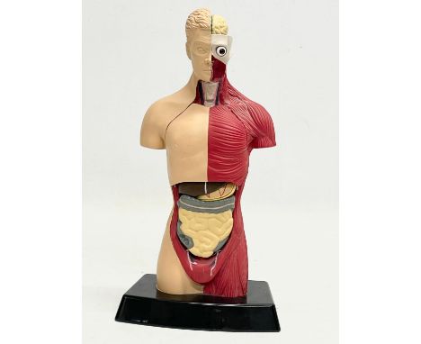 A human anatomy model by Humbrol. 27.5cm. 
