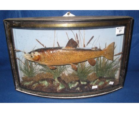 Taxidermy - brown trout amongst reeds and foliage in fitted, bow fronted case.(B.P. 24% incl. VAT)   CONDITION REPORT:  Fish 