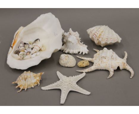 A collection of various sea shells.