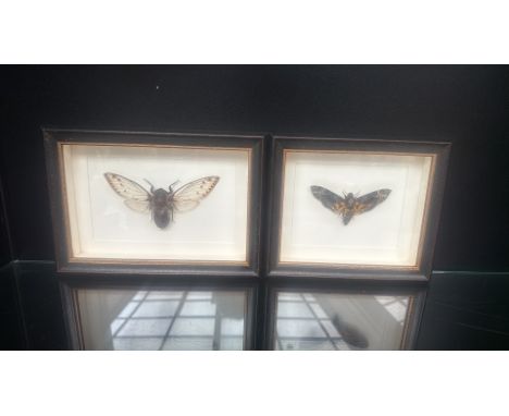 Framed entomology display featuring a cicada and a Death’s-head hawkmoth. Mounted in vintage black wooden frames with gold tr