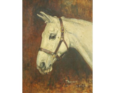AGNES HILDA COATES (1877-1957) - A portrait of the race horse 'Trojan', oil on canvas, signed, framed, 41cm x 31cm